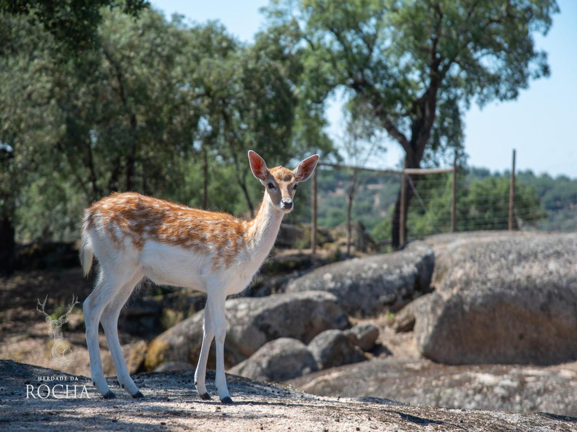 Herdade Da Rocha - Boutique Lodge Крату Екстер'єр фото