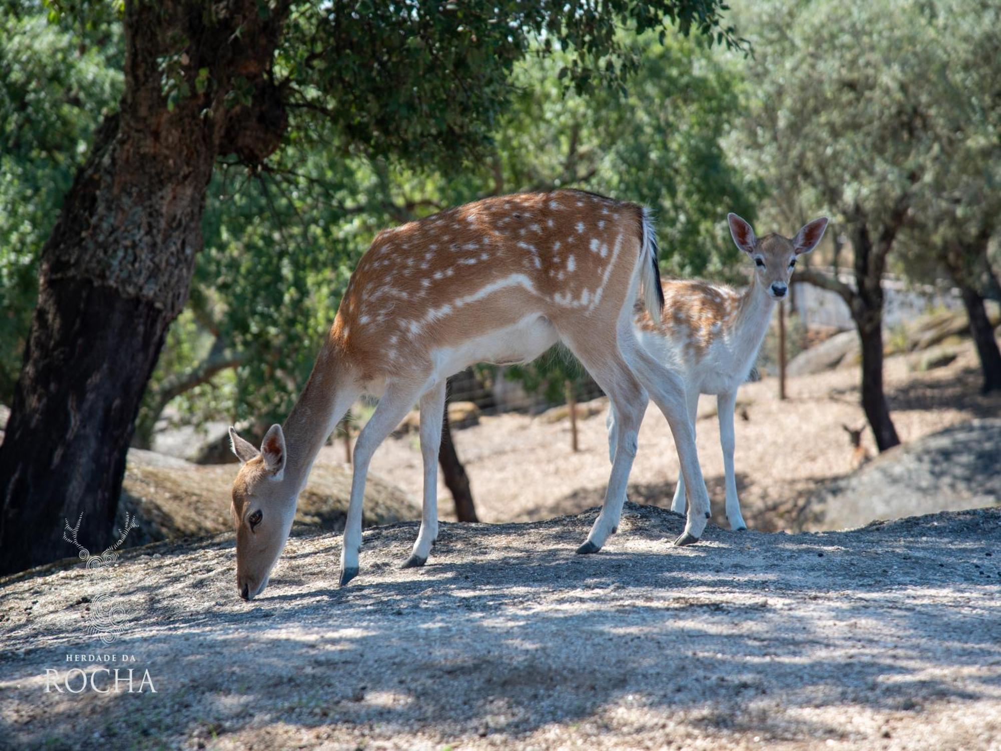 Herdade Da Rocha - Boutique Lodge Крату Екстер'єр фото